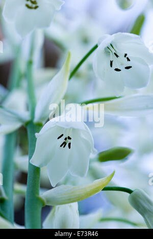 Sommer-Hyazinthe, Galtonia Candicans, hängenden weißen Blüten auf einer Pflanze im Freien wachsen. Stockfoto