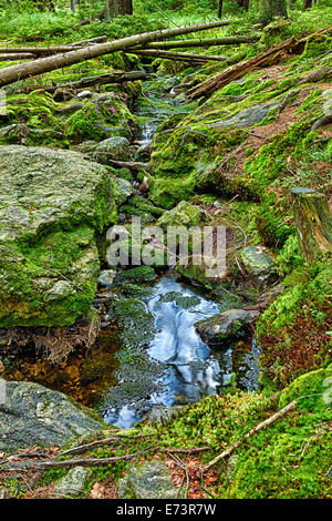 Der Urwald mit mossed Boden und den Bach - HDR Stockfoto