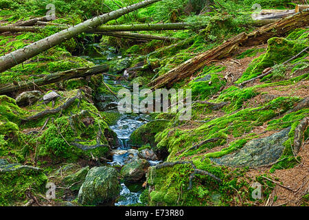 Der Urwald mit mossed Boden und den Bach - HDR Stockfoto