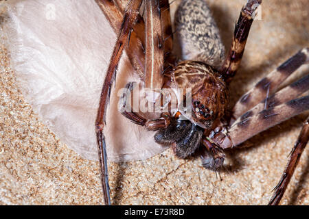 Huntsman Spinne bewacht Ei Sack, Clearwater Cave, Mulu, Malaysia Stockfoto