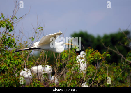 Silberreiher am Smith Eichen Vogelschutzgebiet auf High Island in der Nähe von Galveston, Texas, USA fliegen Stockfoto