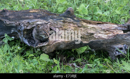 Bobcat Kätzchen im hohlen Baum, in der Nähe von Sandstein, Minnesota, USA Stockfoto