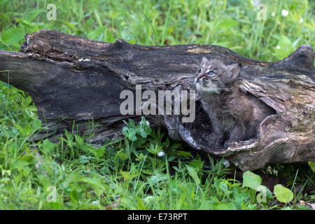 Bobcat Kätzchen in einem hohlen Protokoll, in der Nähe von Sandstein, Minnesota, USA Stockfoto