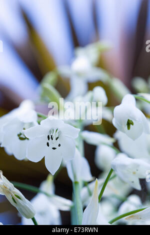 Sommer-Hyazinthe, Galtonia Candicans, hängenden weißen Blüten auf einer Pflanze im Freien wachsen. Stockfoto