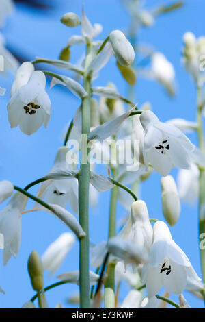 Sommer-Hyazinthe, Galtonia Candicans, hängenden weißen Blüten auf einer Pflanze im Freien vor einem blauen Himmel wachsen. Stockfoto