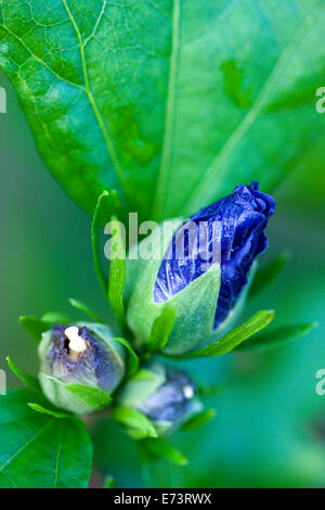 Eibisch, verlässt Hibiscus Syriacus 'Blue Bird', lila blaue Knospen öffnen unter grün auf einem Strauch. Stockfoto