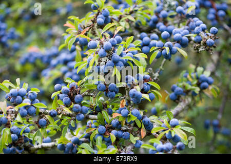 Schlehe, Prunus Spinosa, reichlich lila Schlehe Beeren wachsen auf einem Strauch im Herbst im New Forest. Stockfoto