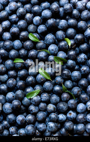 Schlehe, Prunus Spinosa, reiche Ernte von lila Schlehe Beeren und ein paar Blätter vom Strauch im Herbst. Stockfoto