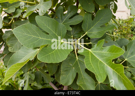 Gemeinsamen Feigenblättern auf Baum (Ficus Carica) - Virginia USA Stockfoto