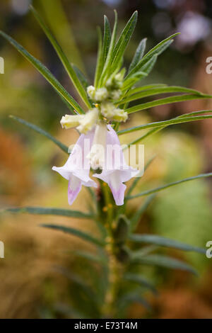 Sesam-Blüten auf Pflanze (Sesamum Indicum) - USA Stockfoto