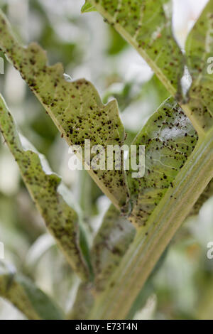 Schwarze Bohne Blattläuse (Aphis Fabae) unter Gemüse Blatt - USA Stockfoto