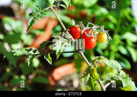 Tomaten Reifen auf Wein Stockfoto