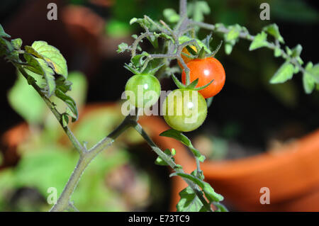 Tomaten Reifen auf Wein Stockfoto