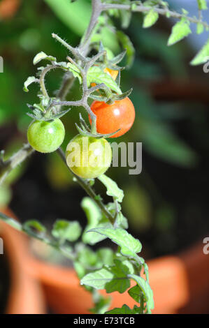 Tomaten Reifen auf Wein Stockfoto