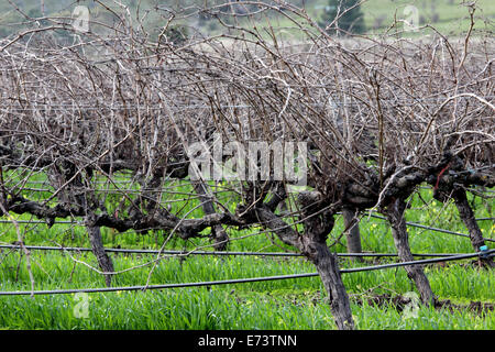 Ruhende Weinreben in das Barossa Valley, Australien Stockfoto