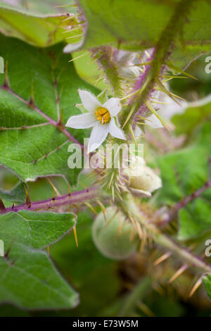 Lulo (kleine Orange) Pflanze (Solanum Quitoense) Stockfoto