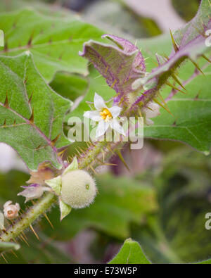 Lulo (kleine Orange) Pflanze (Solanum Quitoense) Stockfoto