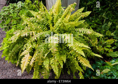 Bunte Anlage Boston Farn (Nephrolepis Exaltata Variegata) - USA Stockfoto