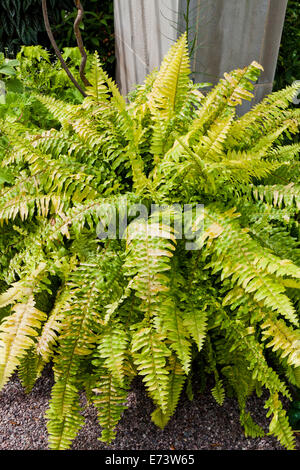 Bunte Anlage Boston Farn (Nephrolepis Exaltata Variegata) - USA Stockfoto