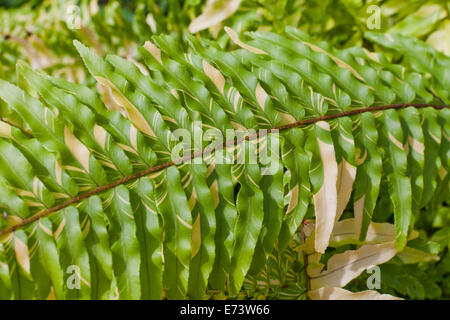 Bunte Boston Farn Blätter (Nephrolepis Exaltata Variegata) - USA Stockfoto