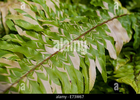 Bunte Boston Farn Blätter (Nephrolepis Exaltata Variegata) - USA Stockfoto