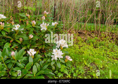 schönen breiten weißen Magnolien Busch Landschaftsgarten an den Zaun Stockfoto