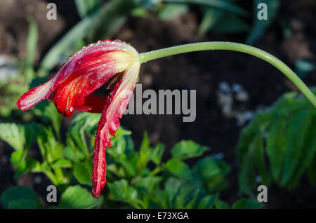 Schiefe dekorative rote Tulpe Blume Blüte und Blüten bedeckt mit Morgentau sinkt. Stockfoto