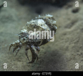 Tintenfisch auf einem Muck Tauchen in Camiguin, Philippinen Stockfoto