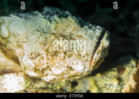 Devil scorpionfish ruht auf einem Coral Stockfoto