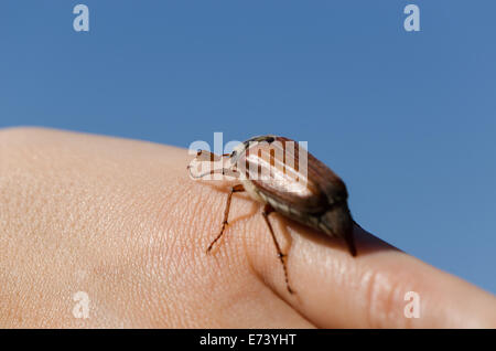 Frau Handfläche und Finger krabbeln große braune Maikäfer Chafer Käfer kriecht Finger Verbreitung Flügel und fliegen auf blauen Himmel Hinterg Stockfoto