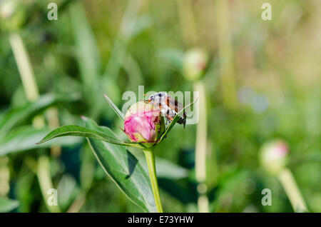 große helle braune Maikäfer Chafer sitzt ruhig auf die Pfingstrose Knospe durch sie kleine braune Ameisen kriecht Stockfoto