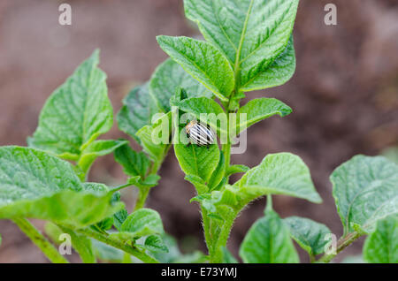 Colorado-Käfer Bug verschieben auf Kartoffel verlässt Gemüsepflanze. Stockfoto