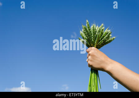 Bouquet von grünen Roggen in Händen von Frau auf blauen Himmelshintergrund Stockfoto