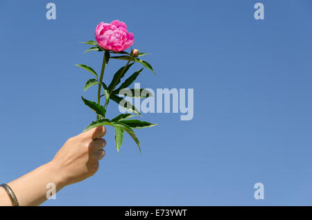 Pfingstrose-Zweig mit großen, grünen Blätter in weiblicher Hand auf blauen Himmelshintergrund Stockfoto