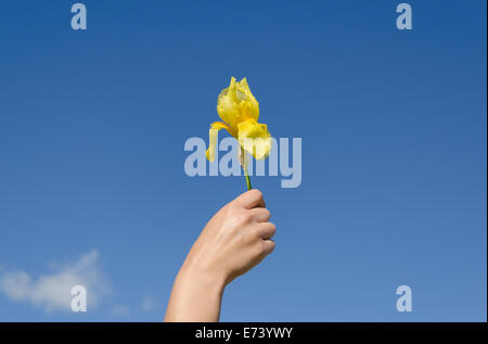 Gärtner Hand, die gelbe Iris Blume Blüte auf blauen Himmelshintergrund. Stockfoto