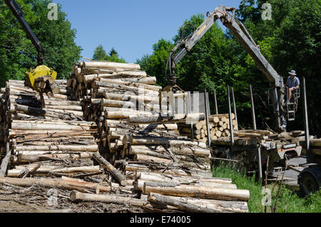 Mann laden gefällten Baumstämmen mit Holz Kran LKW Anhänger für den Transport Stockfoto