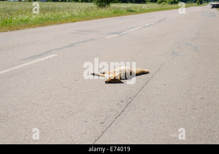 Auto getötet Toten Fuchs tierischen Körper lag auf Landstraße. Stockfoto