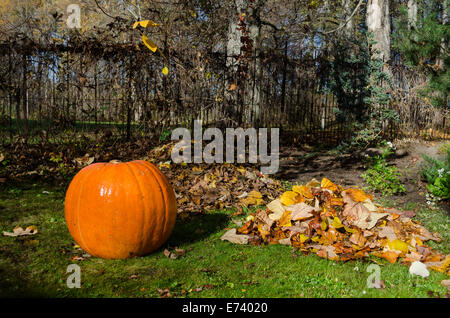 große orange Kürbis und Haufen von getrockneten Blätter im Herbst. Herbstliche Natur Konzept. Stockfoto