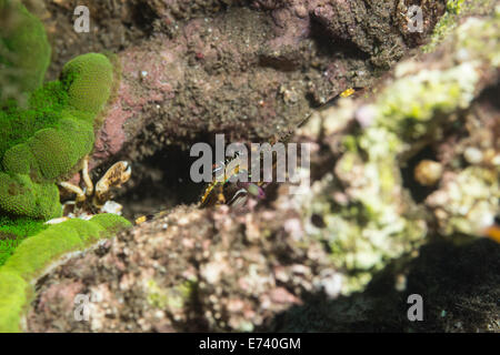 Flache Felsen Krabben auf einer Koralle Stockfoto