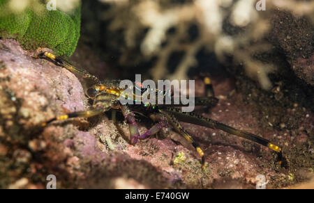 Flache Felsen Krabben auf einer Koralle Stockfoto