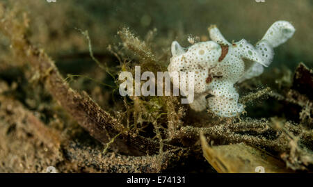 Juvenile gemalten Anglerfisch Stockfoto