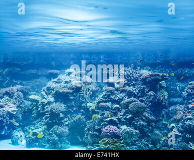 Meer oder Ozean unter Wasser mit Korallenriffen und tropischen Fischen Stockfoto