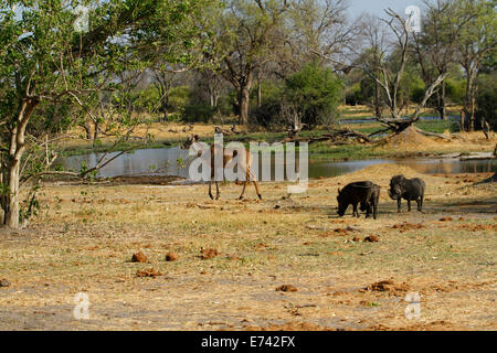 Familie von Warzen Schweine auf den offenen Ebenen als eine einsame weibliche Kudu Fütterung geht vorbei in Richtung Wasser Stockfoto