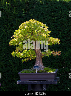 Bonsai Acer Buergerianum Baum. Stockfoto