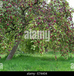 Malus Pumila Dartmouth. Krabbe Äpfel auf dem Baum Stockfoto