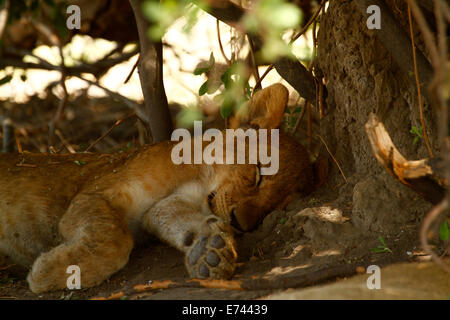 Der königliche Löwe, Afrikas Top & gefürchtetsten Apex Predator; Tag-Träumer, dieses niedliche kleine Lion Cub eingeschlafen im Schatten Stockfoto