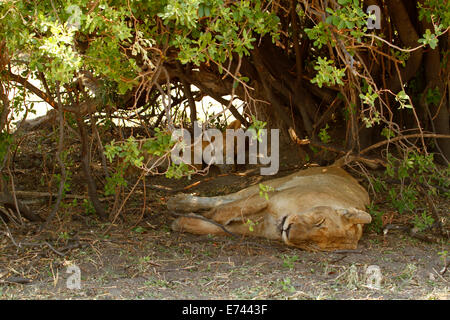 Der königliche Löwe, Afrikas Top & gefürchtetsten Apex Predator, die stolz eingeschlafen im Schatten unter einem Dornbusch Stockfoto