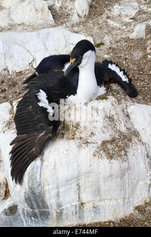 Antarktis blauäugige Kormoran sitzt auf einem Felsen im nest Stockfoto