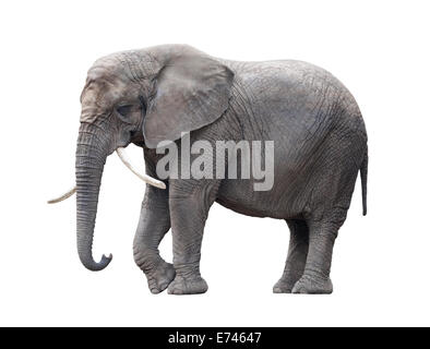 Afrikanischer Elefant, isoliert auf weiss mit Beschneidungspfad Stockfoto