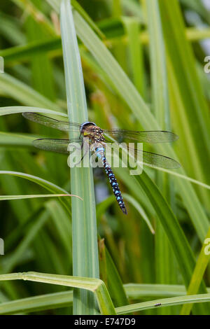 Blaue Libelle Hawker (Aeshna Cyanea) aka Southern Hawker Stockfoto